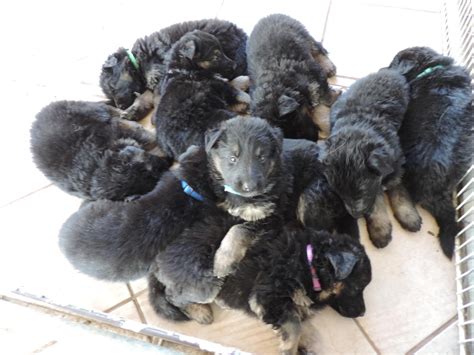 Cheese @cabo.gsd #germanshepherd #germanshepherds #germanshepherdphotos #germanshepherdpictures #germanshepherdpics #gsdpictures #gsdpics. German Shepherd Puppies For Sale | San Diego, CA #262385
