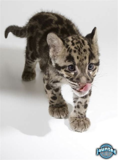 Clouded Leopards Photos Jaunted Cute Animals Animals Beautiful
