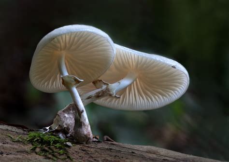 Zwei Schleimer Forum F R Naturfotografen