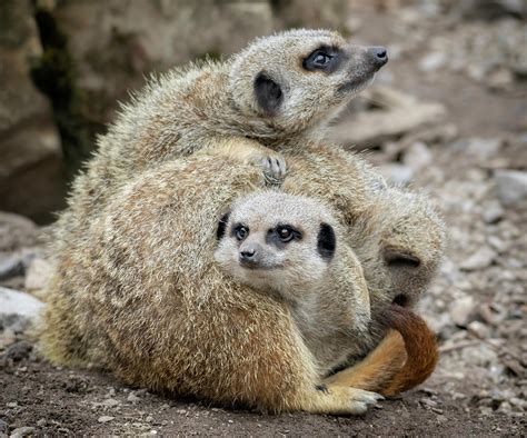 The Love Of Meerkats Photograph By John Lindsey Photography