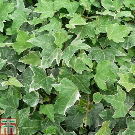 Hedera Helix Asterisk Asterisk Ivy In Gardentags Plant Encyclopedia