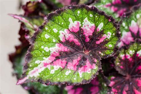 How To Grow Begonias Better Homes And Gardens