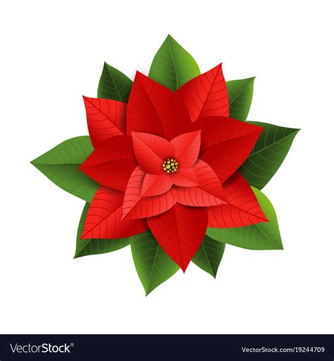 Christmas Red Poinsettia Royalty Free Vector Image