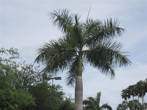 Palm Trees In Florida Palm Trees In Florida Flickr