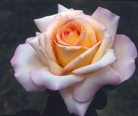 Pin On Perfumed Roses