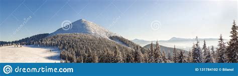 Beautiful Winter Panorama With Fresh Snow Landscape With Spruce Pine