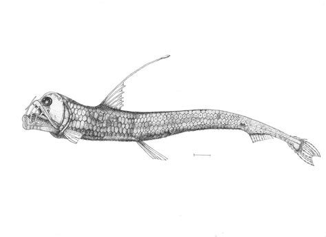 Viperfish Drawing At Explore Collection Of