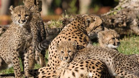 4 Cheetah Cubs Move Into Exhibit At San Diego Zoo Safari Park Abc7