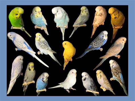 Picture Collage Budgies Parakeet Picture Collage