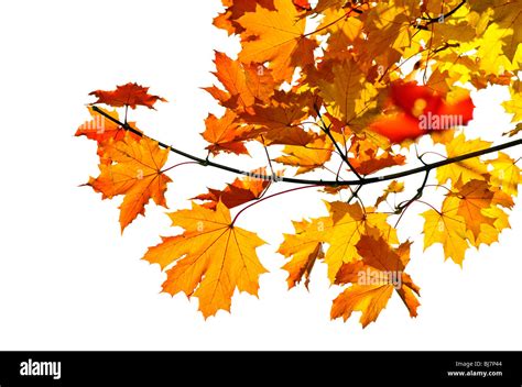 Maple Tree Branch With Fall Leaves Isolated On White Stock Photo Alamy