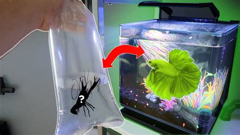 My NEW GLO BETTA FISH GETS A TANK MATE YouTube