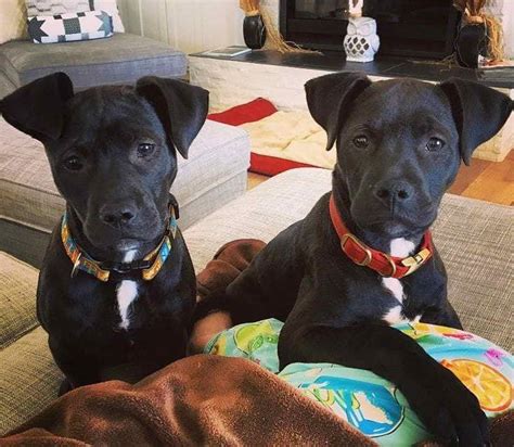 Blue nose pitbull puppies for sale. Labrador Pitbull Mix Puppies For Sale | PETSIDI