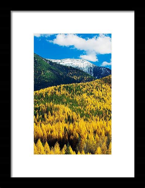 Autumn Color Larch Trees In Pine Tree Framed Print By Panoramic Images