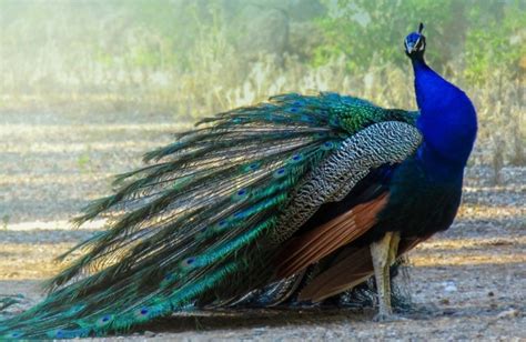 3 Most Common Types Of Peacockspeafowl With Pictures Pet Keen