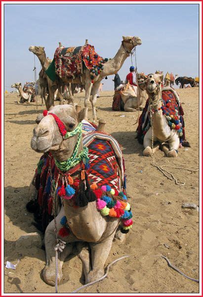 Surrounding areas around egypt too ride camels for their mobility and storage. Pin by Omiama Hodroj on Egypt | Camels, Animals, Giza