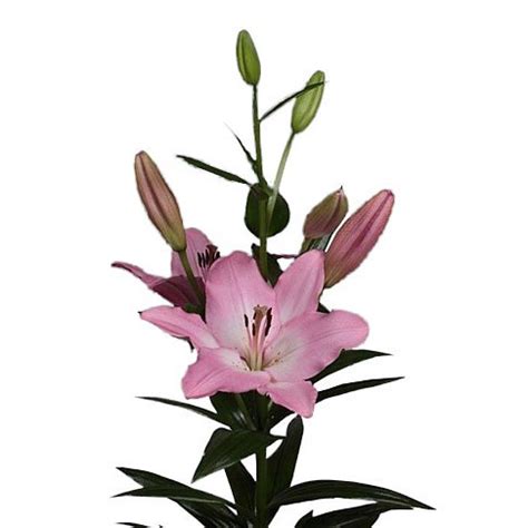 Lily LA Albufeira 90cm Wholesale Dutch Flowers Florist Supplies UK