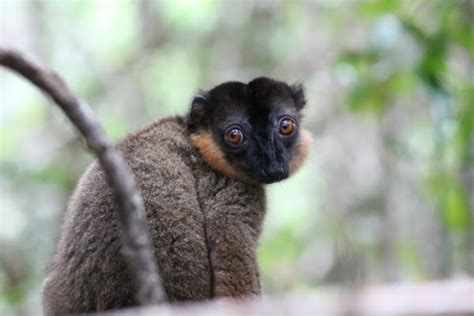 Collared Brown Lemur Project Noah