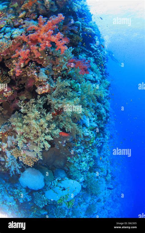 Marine Life In The Red Sea Stock Photo Alamy