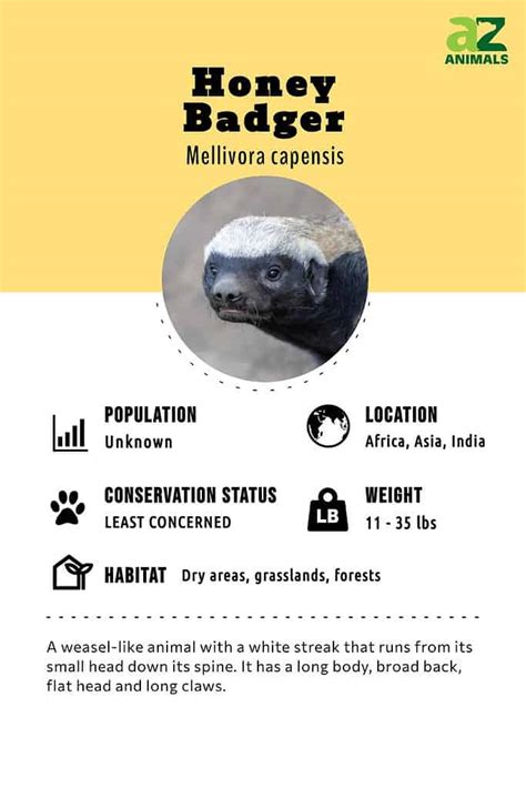 Honey Badger Animal Facts Mellivora Capensis A Z Animals