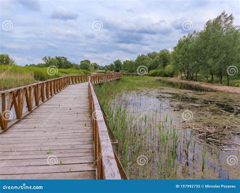 Wonderful Wooden Bridge Pathway Over Swamps Of Kopacki Rit Famous