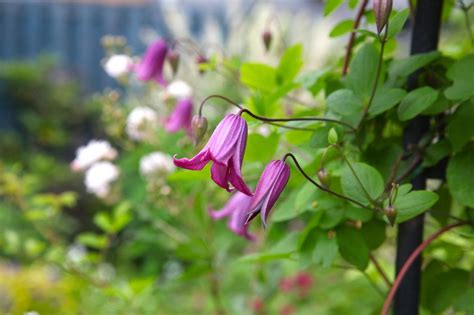 緑が美しい大人シックの庭 福島・小泉邸 カメラマンが訪ねた感動の花の庭 庭 イングリッシュコテージガーデン クレマチス
