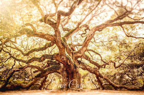 Angel Oak Tree Print Charleston Sc Coastal Photography Etsy