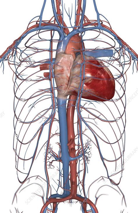 The superior vena cava is the large vein that brings blood from the head and arms to the heart, and the inferior vena cava brings blood from the abdomen and legs into the heart. The blood vessels of the upper body - Stock Image - C008/1051 - Science Photo Library