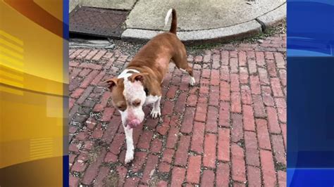 Dog Attack In The Manayunk Section Of Philadelphia Sends Woman To The