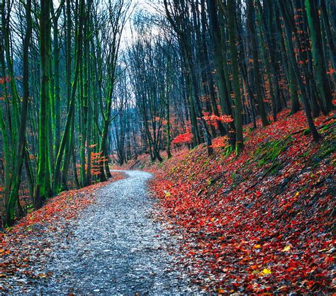 Forest Path Autumn Nature Fallen Leaves Hd Wallpaper Peakpx