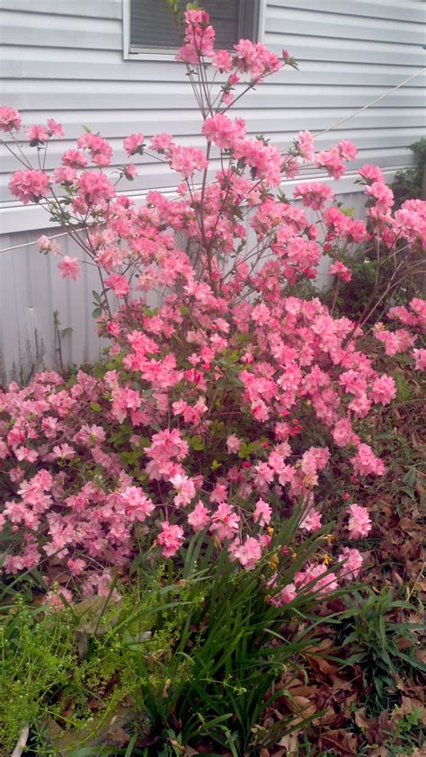 Free Photo Pink Flowering Bush Blooming Blossoms Bush Free