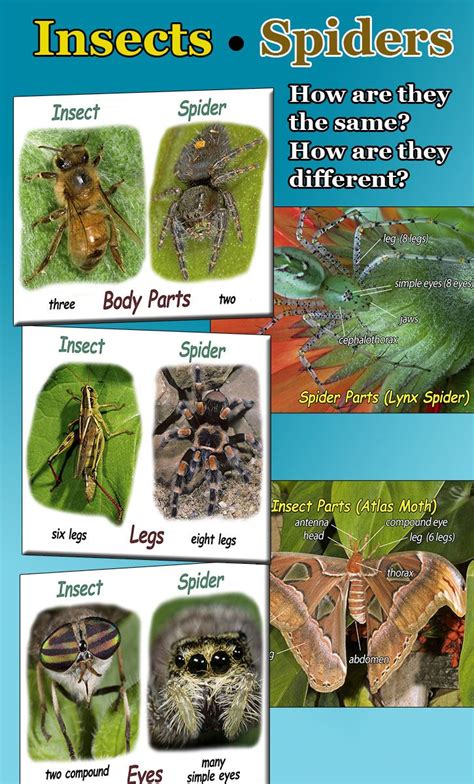Insect And Spider Differences Compare And Contrast Compare And