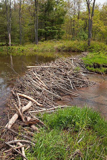 Top 60 Beaver Dam Stock Photos Pictures And Images Istock
