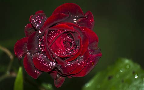 Flowers Red Rose Water Drops Flower Leaves High Quality Picture