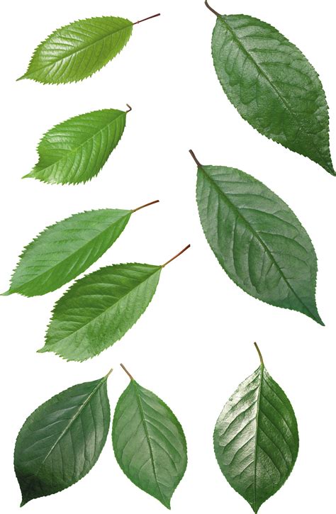Shop and get ideas of how to wear null png filler or find similar products for less. Green leaves PNG Image - PurePNG | Free transparent CC0 ...