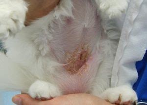 A lump following spay surgery may or may not be normal for your cat. My Cat Won't Eat After Being Spayed
