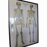 Skeleton Poster Medical