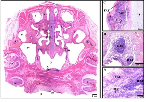 Figure 5 From Nalt Nasal Cavity Associated Lymphoid Tissue In The