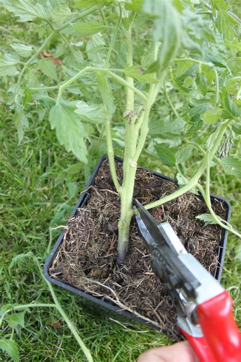 Die beste zeit um tomaten zu pflanzen ist mitte mai bis juni. Wann Tomaten pflanzen? | der beste Zeitpunkt | Lubera ...