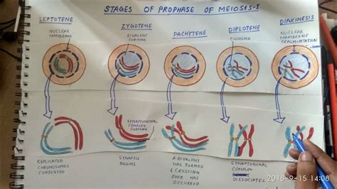 How To Draw Meiosis I Prophase Stages Youtube