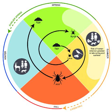Figure Depicts The Life Cycle Of Blacklegged Ticks Including The