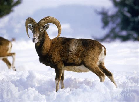 European Mouflon Photograph By Tierbild Okapia Pixels