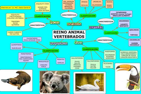 Mapa Mental Animais Vertebrados