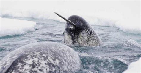 19 Bizarre Things You Didnt Know About Narwhals Narwhal Whale