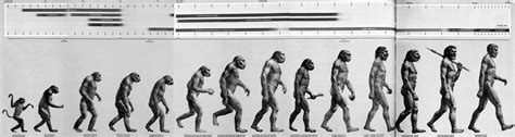 What Our Most Famous Evolutionary Cartoon Gets Wrong The Boston Globe