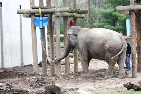 Massart Students Enrich Life For Elephants At Buttonwood Zoo New