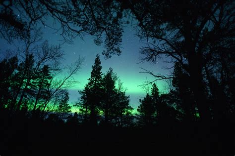 Aurora Borealis Over Forest Trees By Rune Bjørkli
