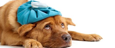 Sick As A Dog Warning Signs Your Pooch Is Sick Animal Bliss