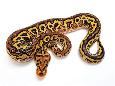 Bongo Spotnose Red Stripe Yb Clown Bongo Pompeii Ball Python By Cold