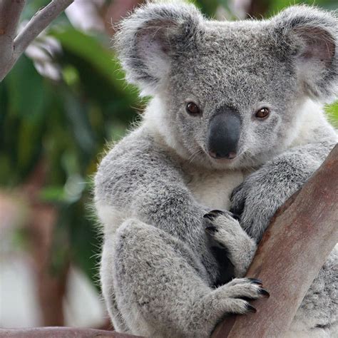 Koalas 🐨 On Instagram “double Tap ️🐨 Follow Us Softkoalas 🐨 Follow
