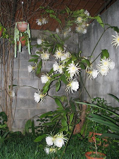 El epiphyllum oxypetalum es un cactus epífito perfecto para poner en el balcón, o en el jardín junto al. Novia de la noche / Dutchman's-Pipe Cactus (Epiphyllum ...